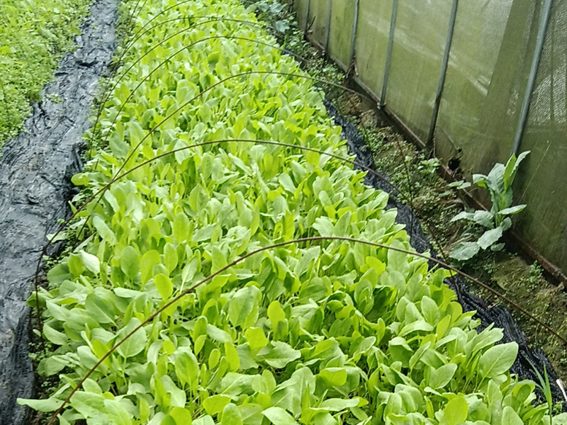 BB漆（尊享裝）